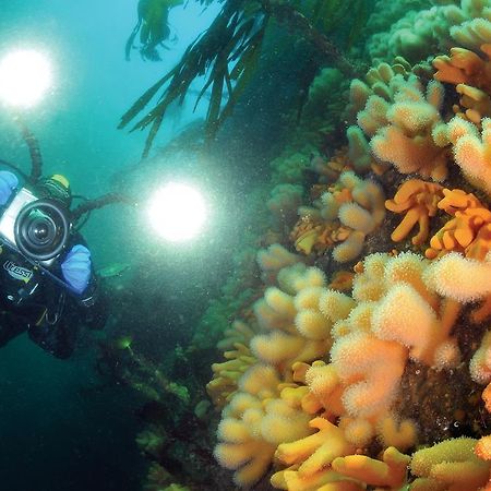 Gulen Dive Resort Dalsøyra Eksteriør bilde