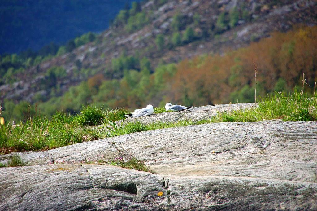 Gulen Dive Resort Dalsøyra Eksteriør bilde