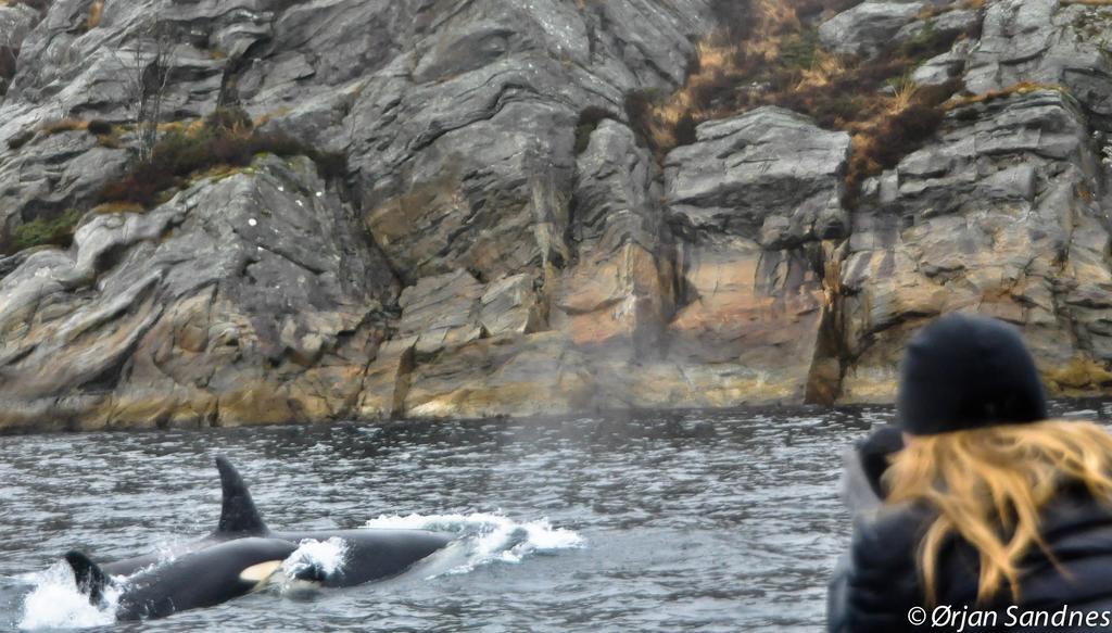 Gulen Dive Resort Dalsøyra Eksteriør bilde