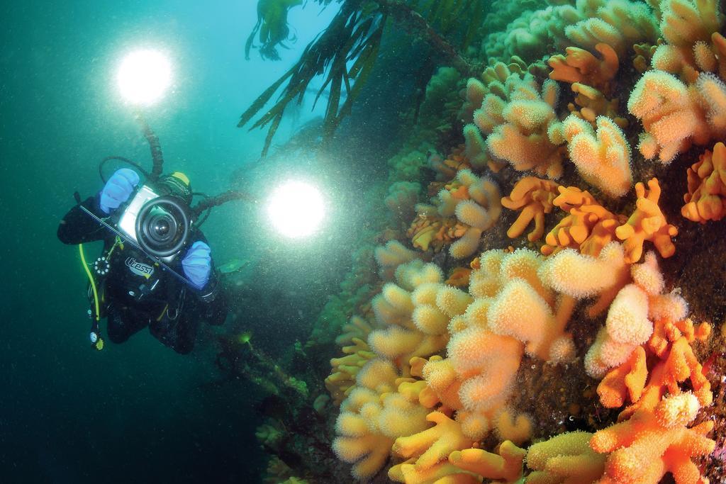 Gulen Dive Resort Dalsøyra Eksteriør bilde